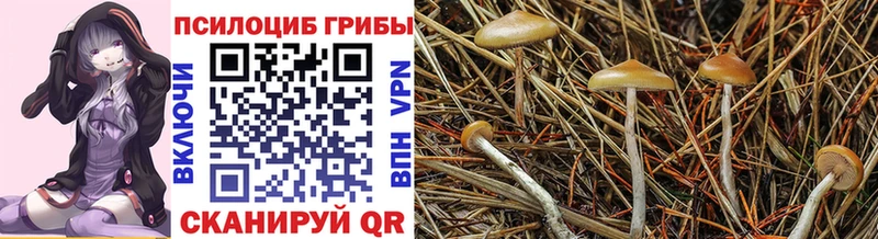 магазин продажи наркотиков  hydra ONION  Галлюциногенные грибы Psilocybe  Советская Гавань 